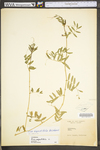 Vicia sativa ssp. nigra