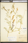 Vicia villosa ssp. varia