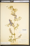 Vicia villosa ssp. villosa