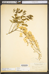 Wisteria sinensis