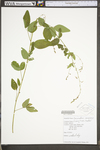 Desmodium canescens