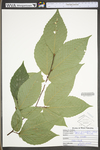 Fagus grandifolia