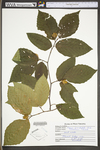 Fagus grandifolia