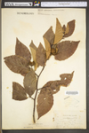 Fagus grandifolia