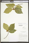 Fagus grandifolia