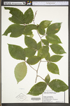 Fagus grandifolia