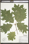 Quercus rubra