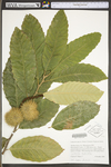 Castanea mollissima