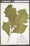 Quercus bicolor