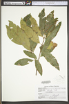 Quercus imbricaria