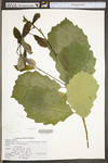 Quercus muehlenbergii