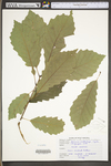 Quercus muehlenbergii