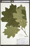 Quercus rubra