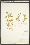 Corydalis flavula