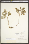 Dicentra canadensis