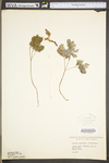 Dicentra canadensis