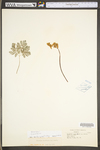 Dicentra cucullaria