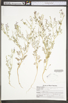 Fumaria officinalis ssp. officinalis