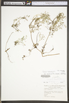 Fumaria officinalis ssp. officinalis