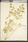 Geranium carolinianum var. carolinianum