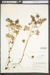 Geranium carolinianum var. carolinianum