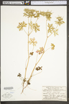 Geranium carolinianum var. carolinianum