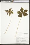 Geranium maculatum