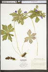 Geranium maculatum