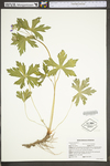 Geranium maculatum