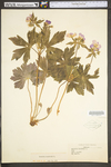 Geranium maculatum