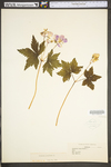 Geranium maculatum