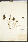 Geranium maculatum