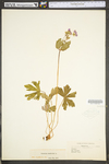 Geranium maculatum