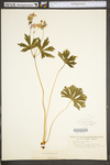 Geranium maculatum