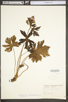 Geranium maculatum