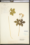 Geranium maculatum