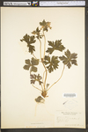 Geranium maculatum