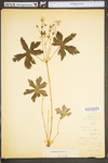 Geranium maculatum