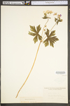 Geranium maculatum