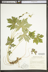 Geranium maculatum