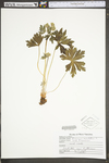 Geranium maculatum