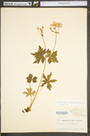 Geranium maculatum