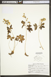 Geranium maculatum