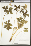 Geranium maculatum