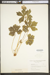 Geranium maculatum