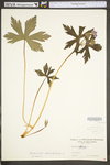 Geranium maculatum