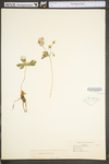 Geranium maculatum