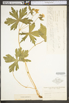 Geranium maculatum