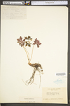 Geranium maculatum