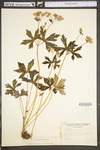 Geranium maculatum